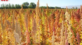 冀中南地区常见藜麦品种的引种试验,藜麦的产地和种类