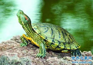 巴西龟的寿命有多长,养好了也不能给你送终 