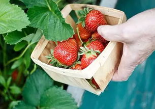 梦见摘草莓
