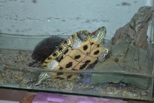 为什么我们家的小乌龟突然就死掉了(为什么我养的小乌龟突然死了!)