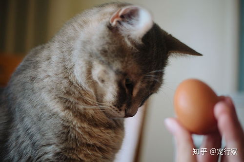 四个月猫可以吃鸡蛋吗 
