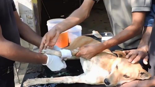 狗狗脚上被人给缠上了铁丝,救援人员为它治疗时,它的反应让人欣慰 