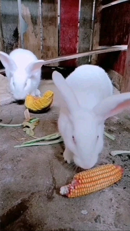 大白兔吃玉米 