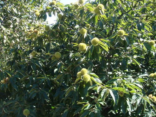 秋天栗子花开的范文  开花的栗子树艺术赏析？