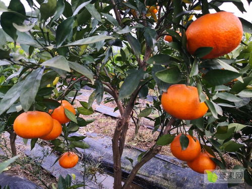 怎么种植甘平柑橘,甘平柑橘树苗有刺吗？