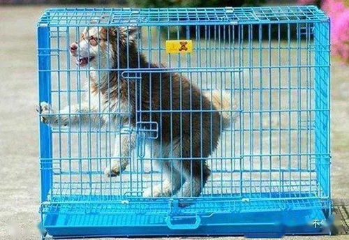 如何为狗狗挑选一个合适的狗笼