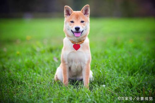 网友 我不要再养 柴犬 了,原因有5个