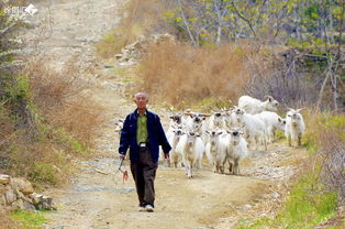 羊群是怎么形成领头羊