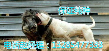 河南濮阳三个月马犬幼犬价格多少钱一只