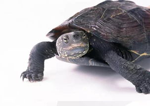 家养乌龟到底能活多长时间 