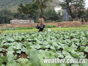 天气好平乐菜农种菜忙 