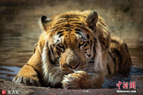 加沙动物园 干尸虎 被救后重获新生