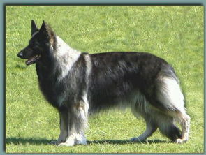 阿拉斯加母雪橇犬和公狼狗配的种生下的狗狗好看吗 