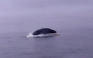 鲸鱼将船只砸翻瞬间