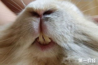 兔子牙齿生长异常是什么导致的 