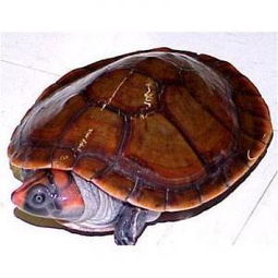 红头龟 搜狗百科 