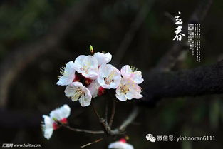 新年还没开始呢,谨慎啊 