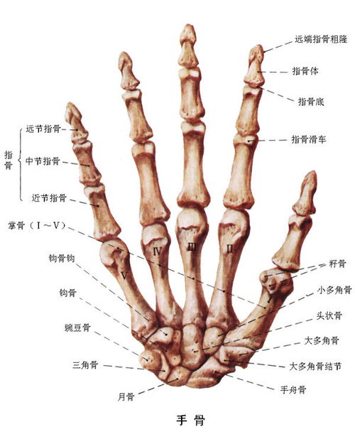 谁有人体骨骼肌肉结构图 图片欣赏中心 急不急图文 Jpjww Com