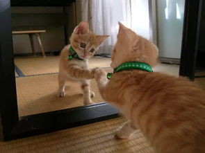 萌知识 狗狗猫咪知道镜子里的是自己吗