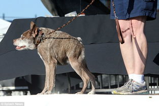 汇集各种奇狗的世界最丑狗比赛 冠军被赞 丑得卓越 