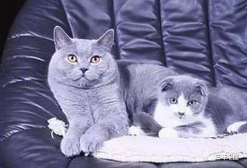 猫咪爱抓沙发,怎么办 