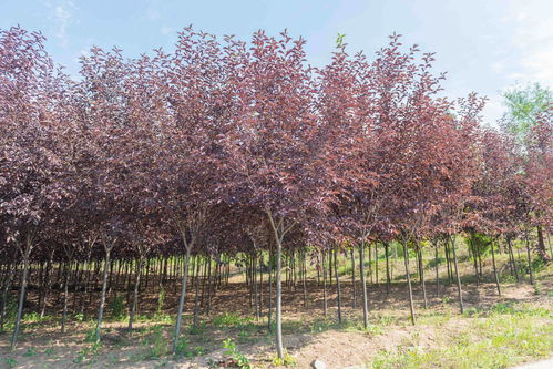 北方低温带彩化 美化的优良速生树种 紫叶稠李