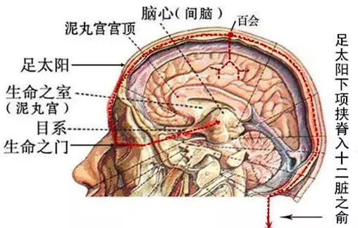 从发生学看脑和命门先生为主的本质