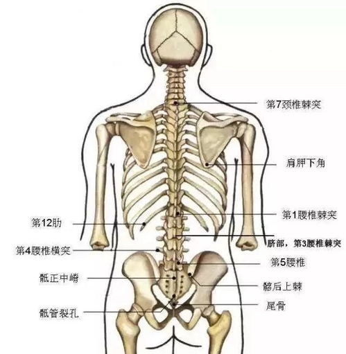 胸椎 颈椎 腰椎 骨棘突 米粒分享网 Mi6fx Com
