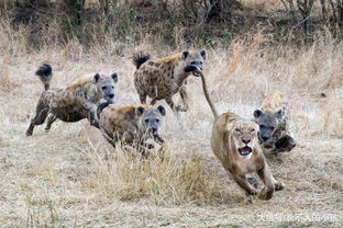 人类碰见非洲鬣狗该怎么办