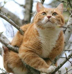 非科学研究表明,橘猫是一种多肉动物 