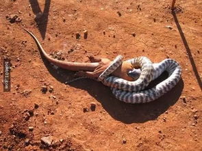 今天才知道澳洲的蛇已经变态到这种地步 岂止是恐怖...