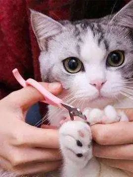 如果给猫剪指甲的时候伤到肉了怎么办