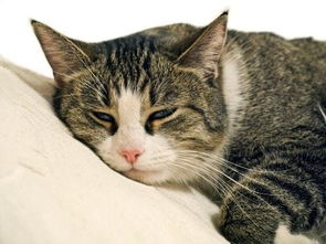 猫咪感冒有哪种病毒引起的,猫感冒是什么症状?