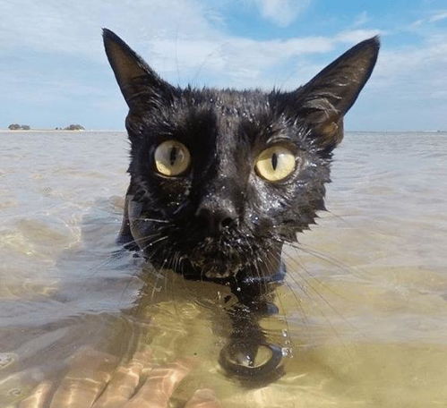 世界上 最不怕水 的猫,如今又多了一个妹妹,网友 别人家的猫