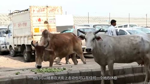 印度人对牛特别的尊敬,不吃牛,他们喜欢吃的黄油是什么油 