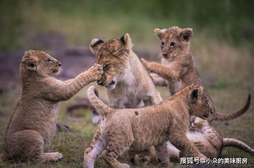 辟谣 群居的狮子更聪明 错 老虎拥有大猫中的最强大脑