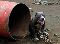 菲律宾非法斗狗集中营﹕狗狗因伤重死亡