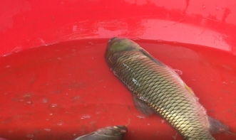 塘里的四大家鱼接连死亡,一个月损失近四千斤,还能补救吗
