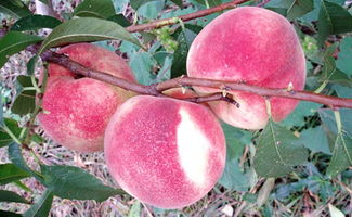 16个桃树品种简介 河南郑州农科院桃树新品种