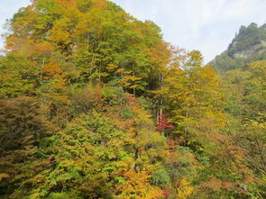 2013光雾山红叶节,自驾游最新信息 ,光雾山自助游攻略 马蜂窝 