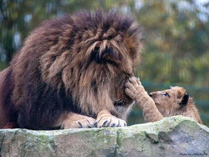 父爱如山 独自抚养小狮子的狮子爸爸
