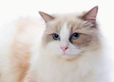 布偶猫哪个色最贵,布偶猫现在的价格是多少钱一只 