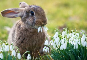 养宠知识 兔子出现巧克力色软便,兔子粪便大小不均匀