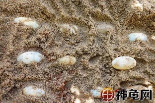 蛭石 黄泥 沙土,哪个才是龟蛋孵化的最好介质 