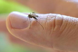 夏天有什么方法防蚊 