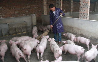 全进全出式养猪,是最经济的吗 