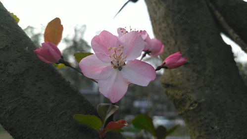 喜欢垂丝海棠花,春天正好观赏它