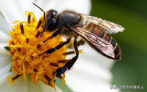 蜜蜂的种类 北黑蜂,中华蜜蜂,皖南中蜂,贵州纳雍中蜂等等