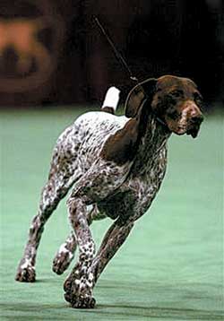 世界美狗大赛举行 德国大狗赢得最美狗头衔