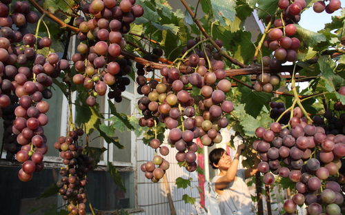 葡萄种植课堂:高产葡萄架式类型大盘点,庭院葡萄架平顶好还是斜顶好